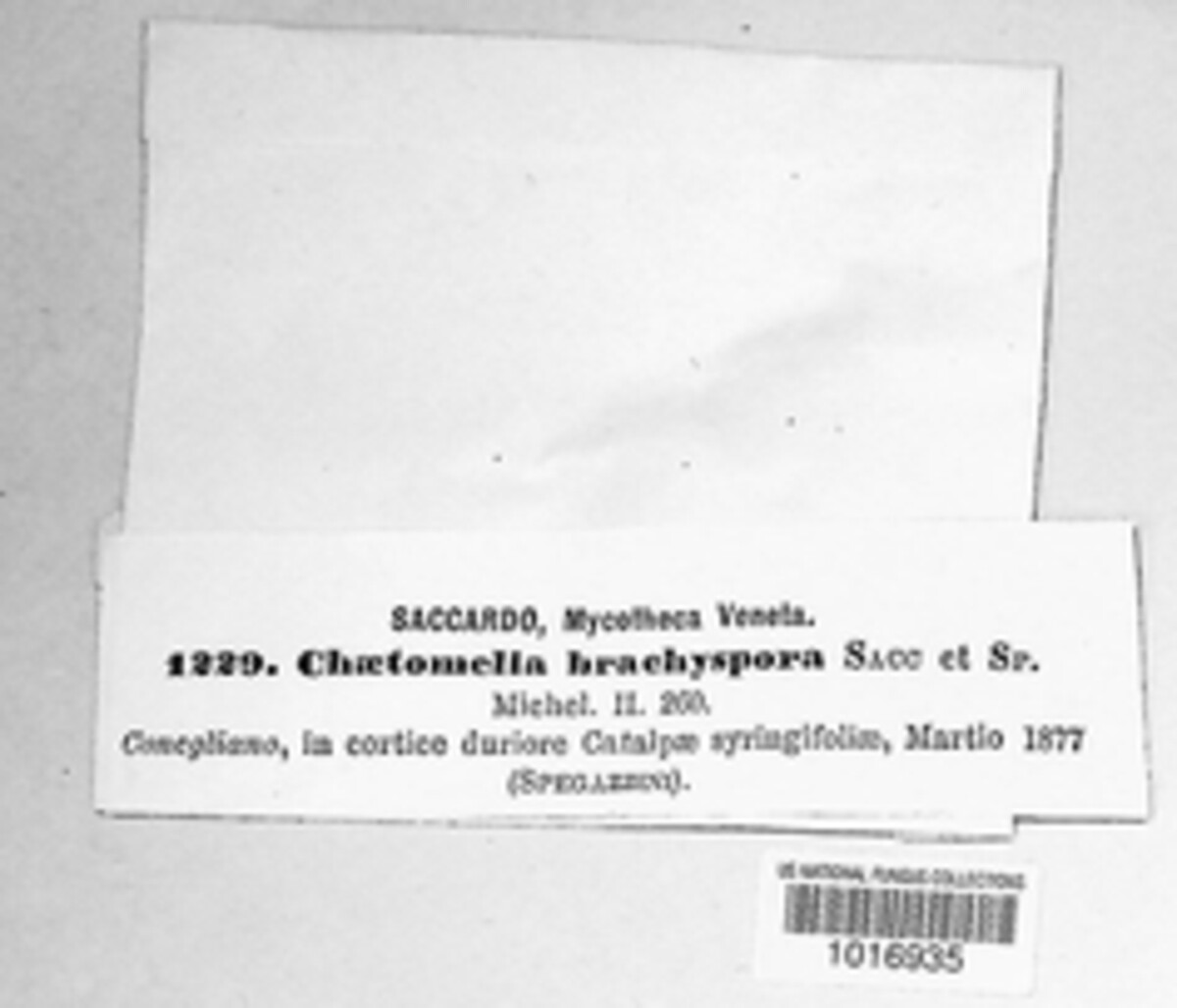 Chaetomella brachyspora image